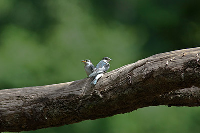 BUITEN BEELD Foto: 85924