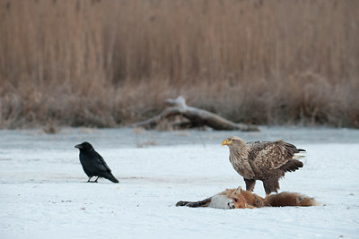 BUITEN BEELD Foto: 85933