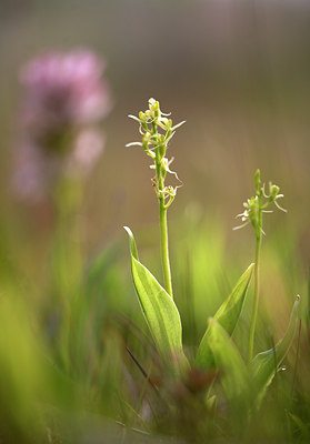 BUITEN BEELD Foto: 85935