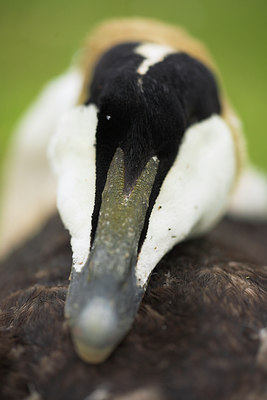 BUITEN BEELD Foto: 85939