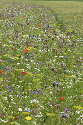 BUITEN BEELD Foto: 85960