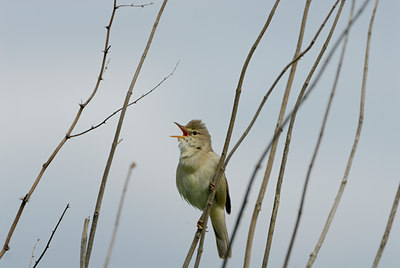 BUITEN BEELD Foto: 85963