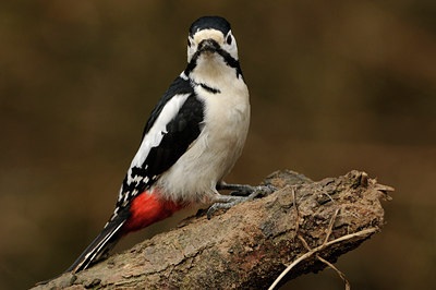BUITEN BEELD Foto: 85967