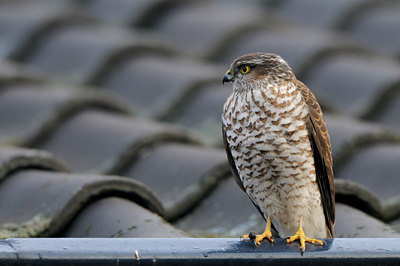 BUITEN BEELD Foto: 85972