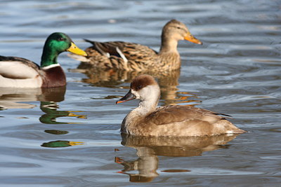 BUITEN BEELD Foto: 86000