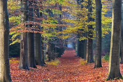 BUITEN BEELD Foto: 86012