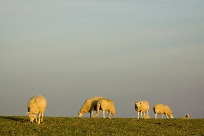 BUITEN BEELD Foto: 86061