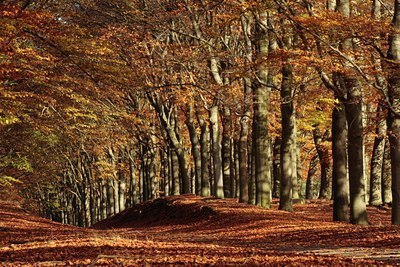 BUITEN BEELD Foto: 86114