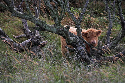 BUITEN BEELD Foto: 86150