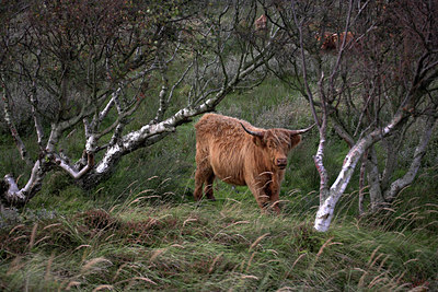 BUITEN BEELD Foto: 86152