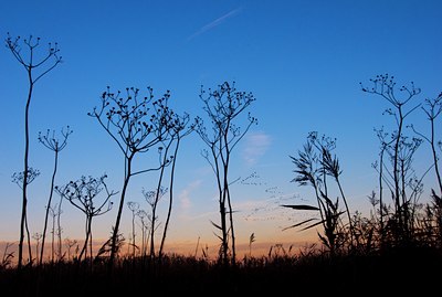 BUITEN BEELD Foto: 86200