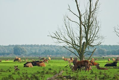 BUITEN BEELD Foto: 86230