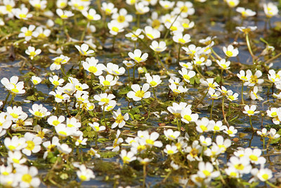 BUITEN BEELD Foto: 86306