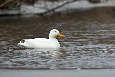 BUITEN BEELD Foto: 86313