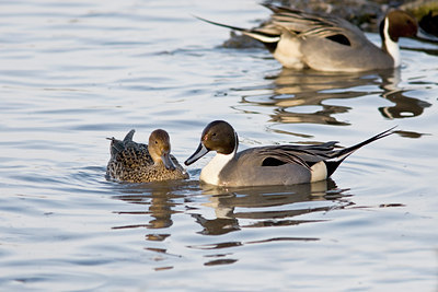 BUITEN BEELD Foto: 86321