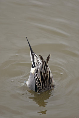 BUITEN BEELD Foto: 86325