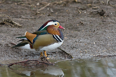 BUITEN BEELD Foto: 86326