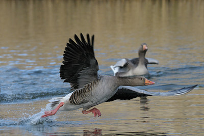 BUITEN BEELD Foto: 86353