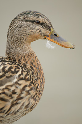 BUITEN BEELD Foto: 86366