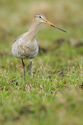 BUITEN BEELD Foto: 86369