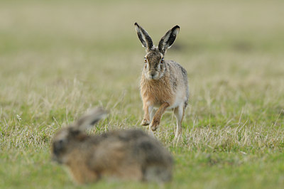 BUITEN BEELD Foto: 86374