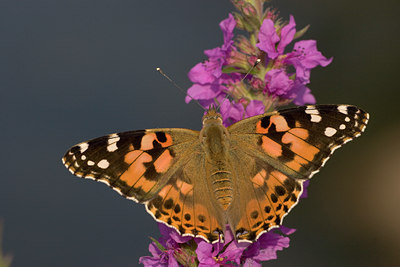 BUITEN BEELD Foto: 86375