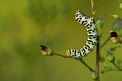 BUITEN BEELD Foto: 86377