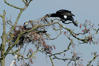 BUITEN BEELD Foto: 86382