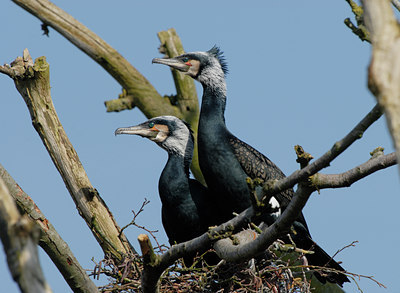 BUITEN BEELD Foto: 86385