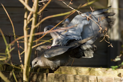 BUITEN BEELD Foto: 86388