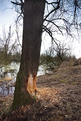 BUITEN BEELD Foto: 86407