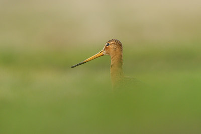 BUITEN BEELD Foto: 86411