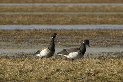 BUITEN BEELD Foto: 86443