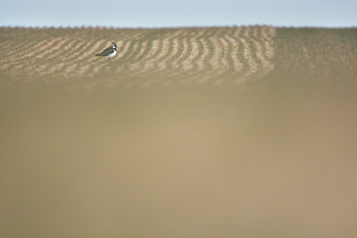 BUITEN BEELD Foto: 86456