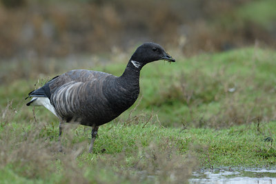 BUITEN BEELD Foto: 86459