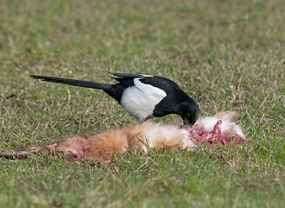 BUITEN BEELD Foto: 86464