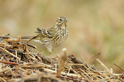 BUITEN BEELD Foto: 86471