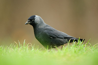 BUITEN BEELD Foto: 86472