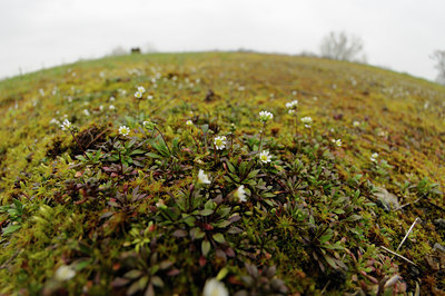 BUITEN BEELD Foto: 86475