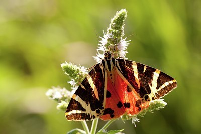 BUITEN BEELD Foto: 86485