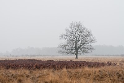 BUITEN BEELD Foto: 86524