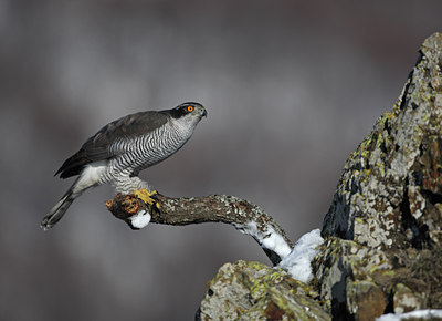 BUITEN BEELD Foto: 86563