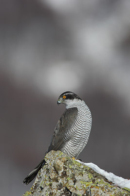 BUITEN BEELD Foto: 86564