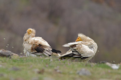 BUITEN BEELD Foto: 86567