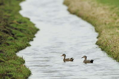 BUITEN BEELD Foto: 86610