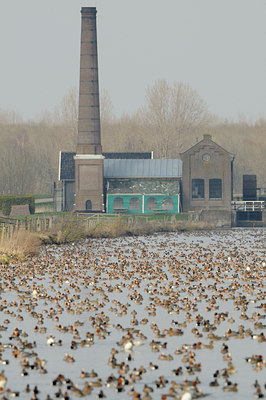 BUITEN BEELD Foto: 86615