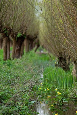 BUITEN BEELD Foto: 86627