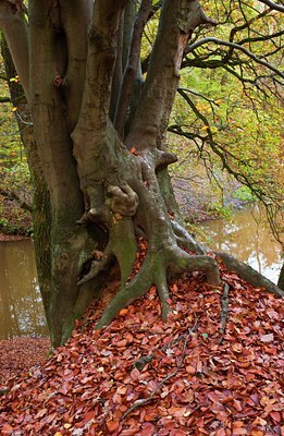 BUITEN BEELD Foto: 86673