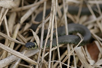 BUITEN BEELD Foto: 86689