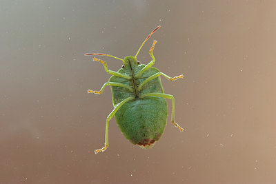 BUITEN BEELD Foto: 86693